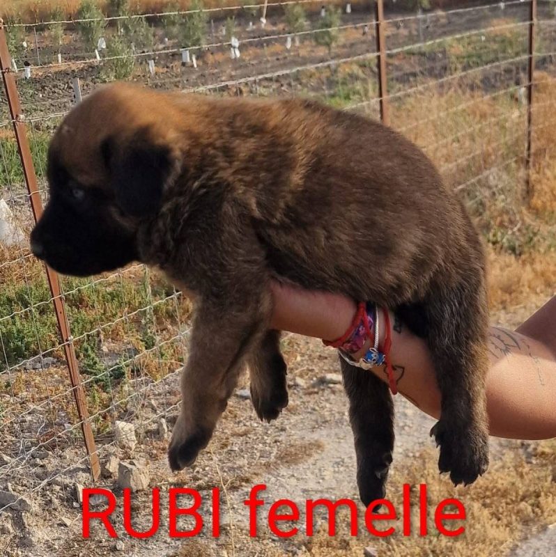 Rubi - Chien à adopter - photo 5