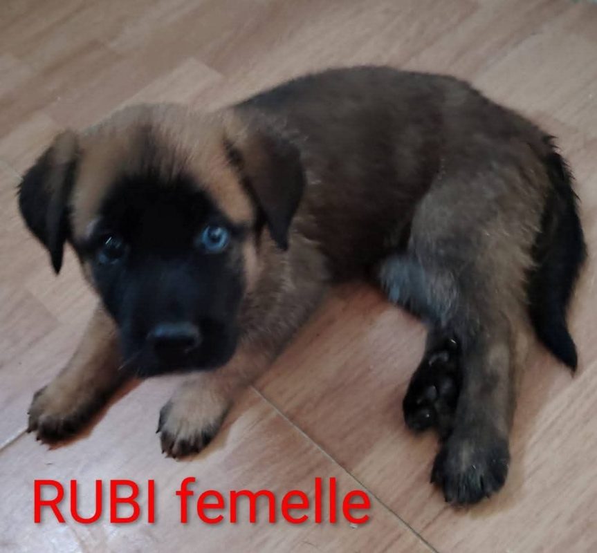 Rubi - Chien à adopter - photo 2