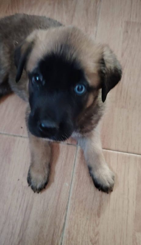 Rubi - Chien à adopter