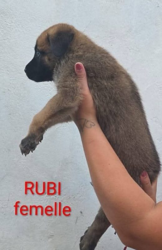 Rubi - Chien à adopter - photo 3