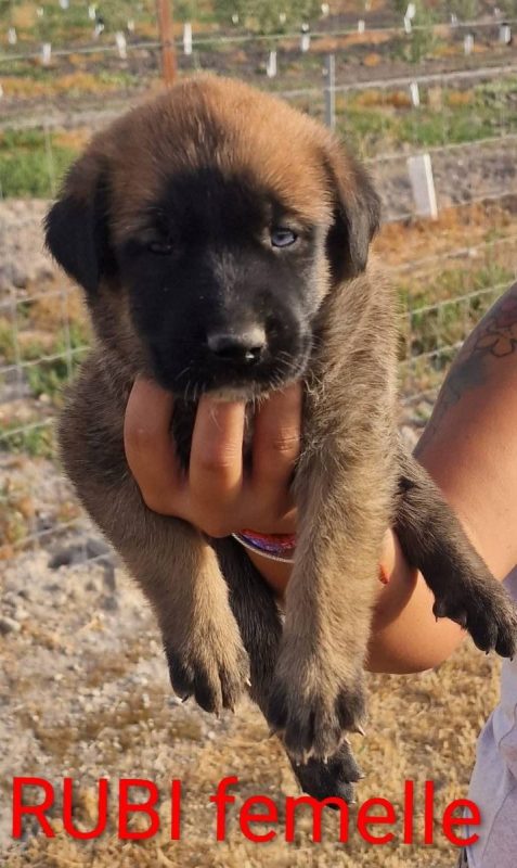 Rubi - Chien à adopter - photo 4
