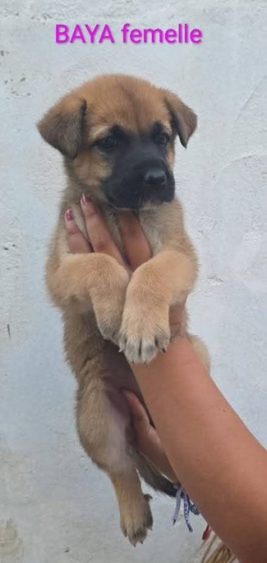 Baya - Chien à adopter - photo 4