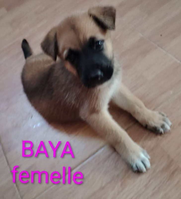 Baya - Chien à adopter