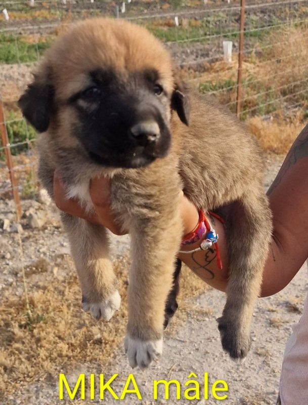 Baya - Chien à adopter - photo 2