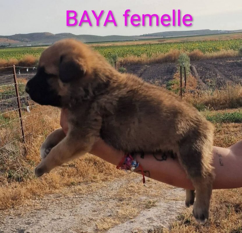 Baya - Chien à adopter - photo 3