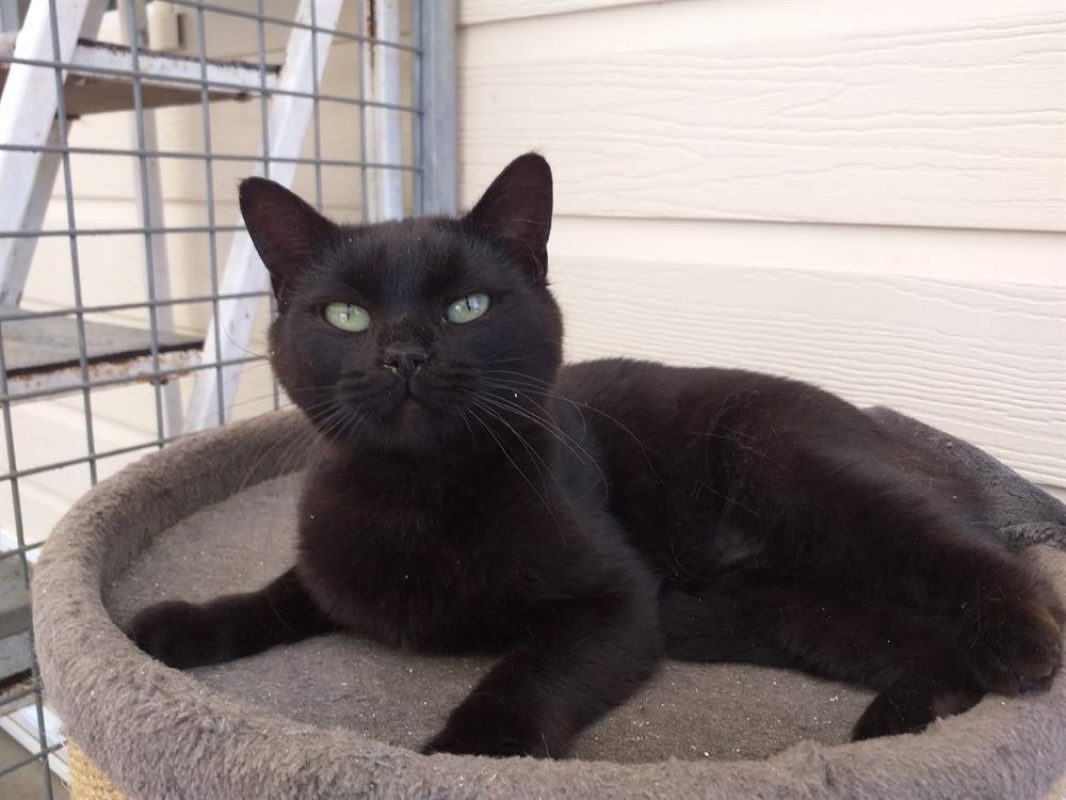 Mystere - Chat Européen à adopter