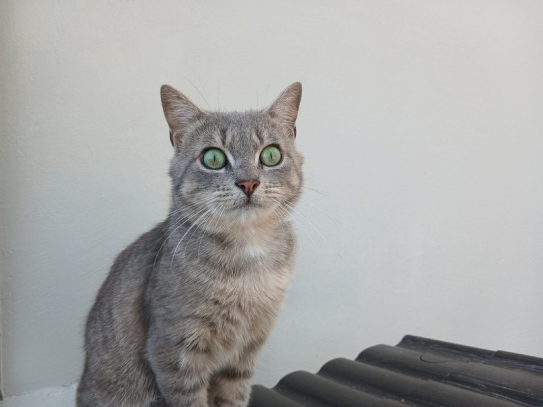 Bram - Chat Européen à adopter