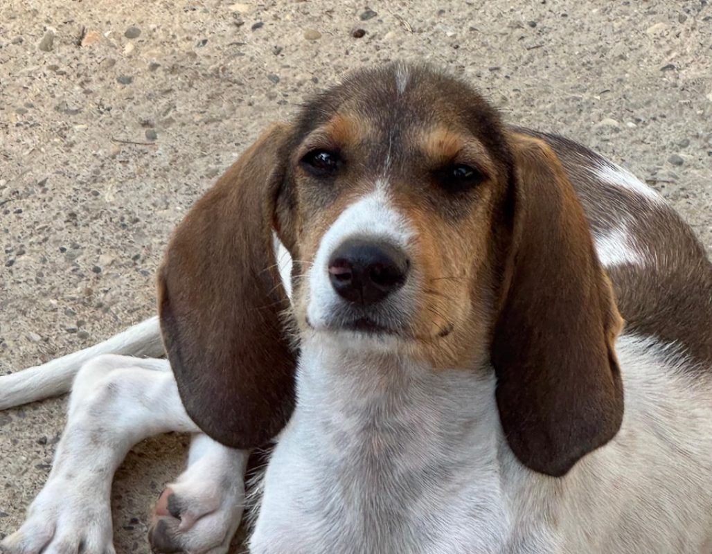Ficelle - Chien Chien Courant à adopter