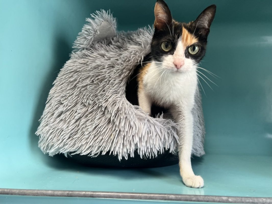 Lilou - Chat Européen à adopter