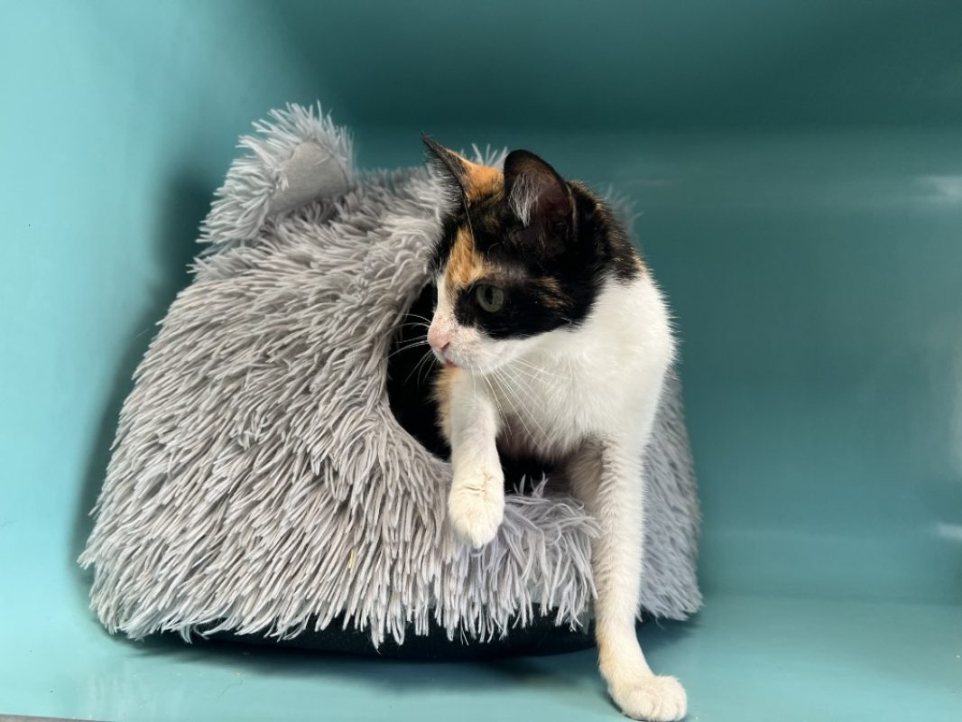 Lilou - Chat Européen à adopter - photo 2
