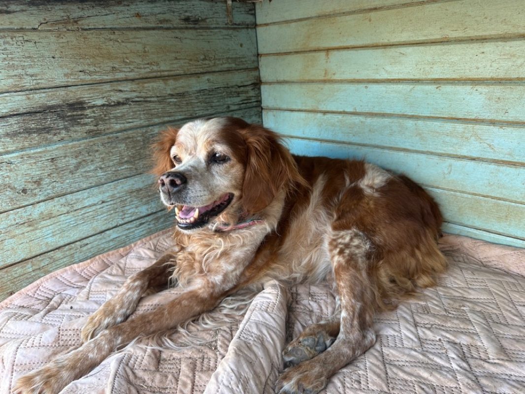 Elka - Chien Epagneul Breton à adopter