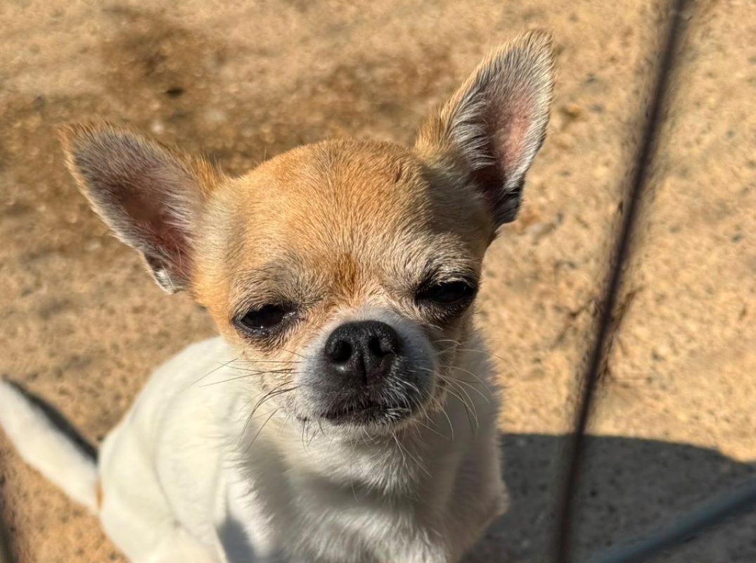 Tango - Chien Chihuahua à adopter