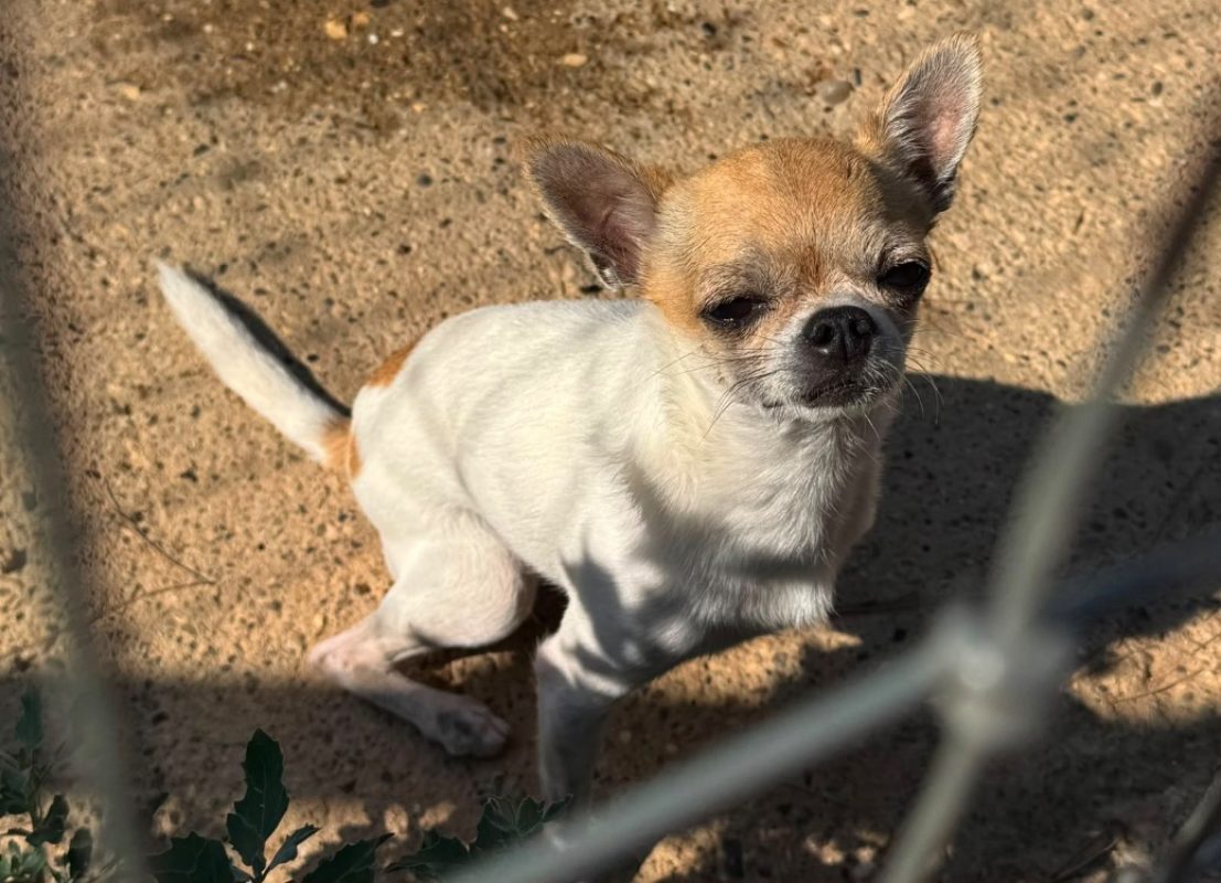 Tango - Chien Chihuahua à adopter - photo 2