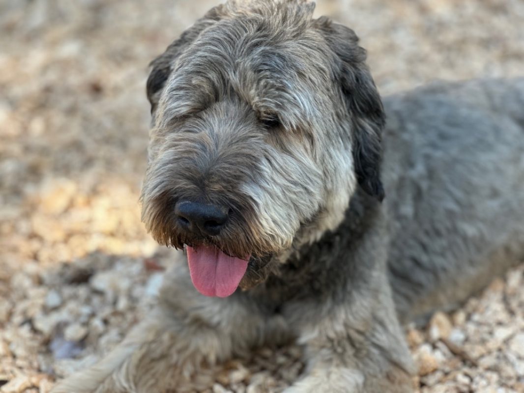 Nikki - Chien Berger Catalan à adopter