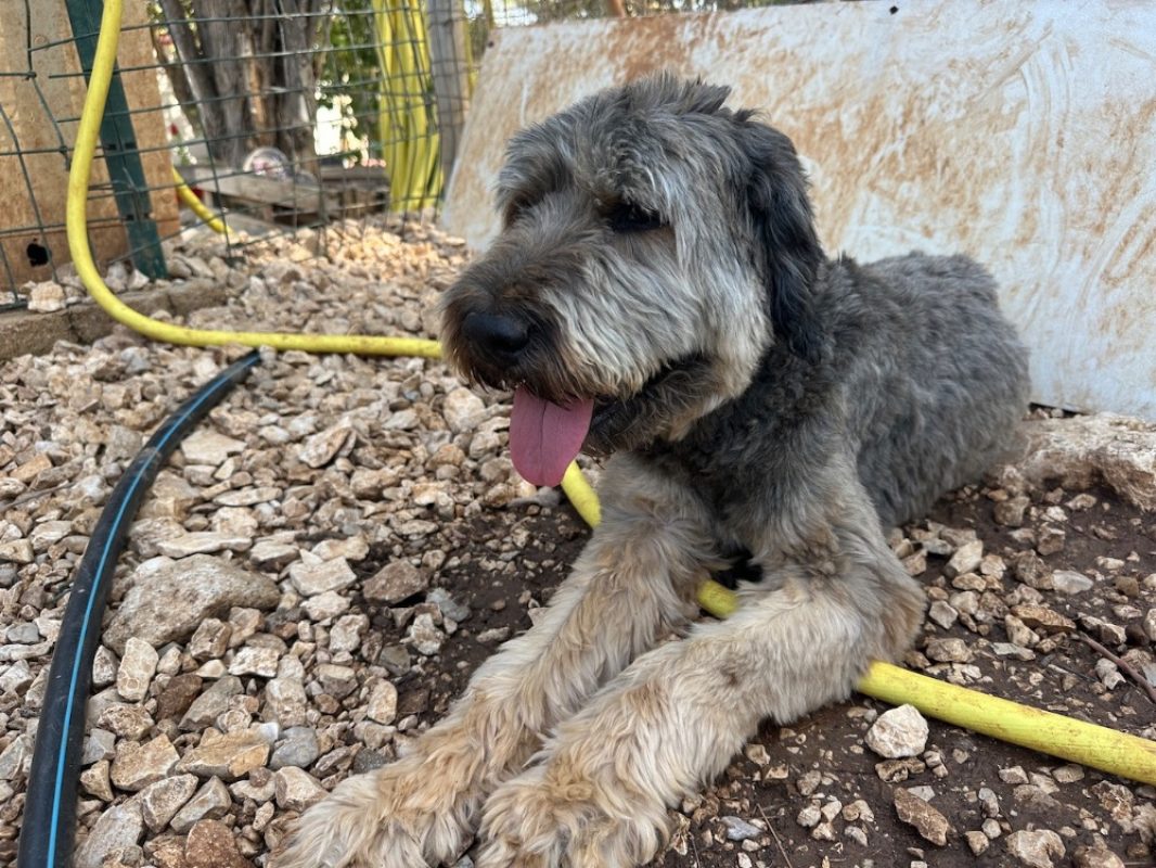 Nikki - Chien Berger Catalan à adopter - photo 2