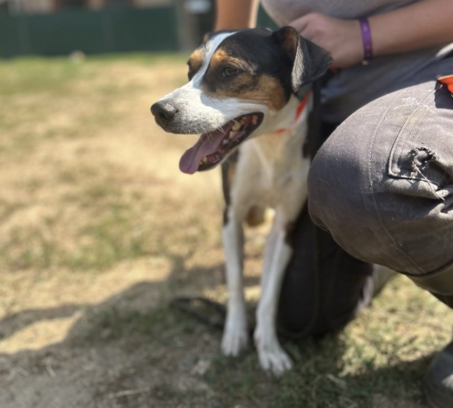 Diego - Chien à adopter