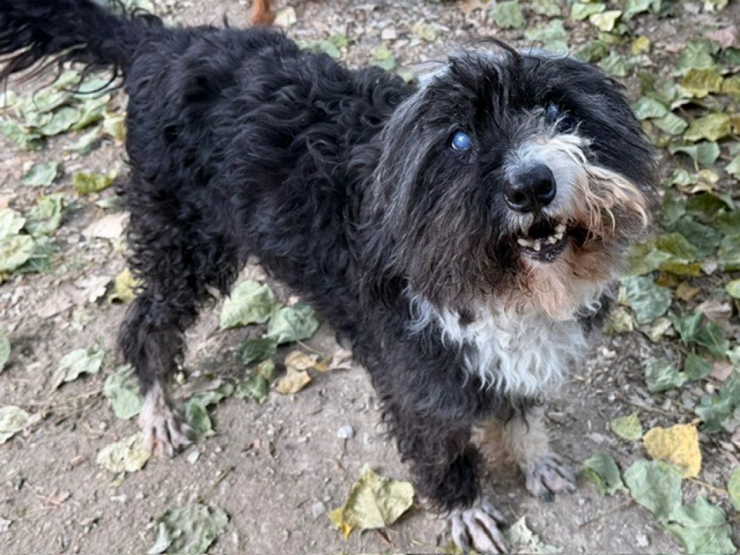 Haribo - Chien Lhassa Apso à adopter
