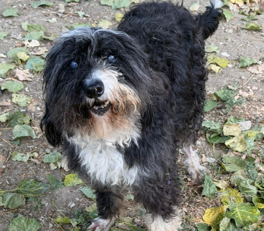 Haribo - Chien Lhassa Apso à adopter - photo 2