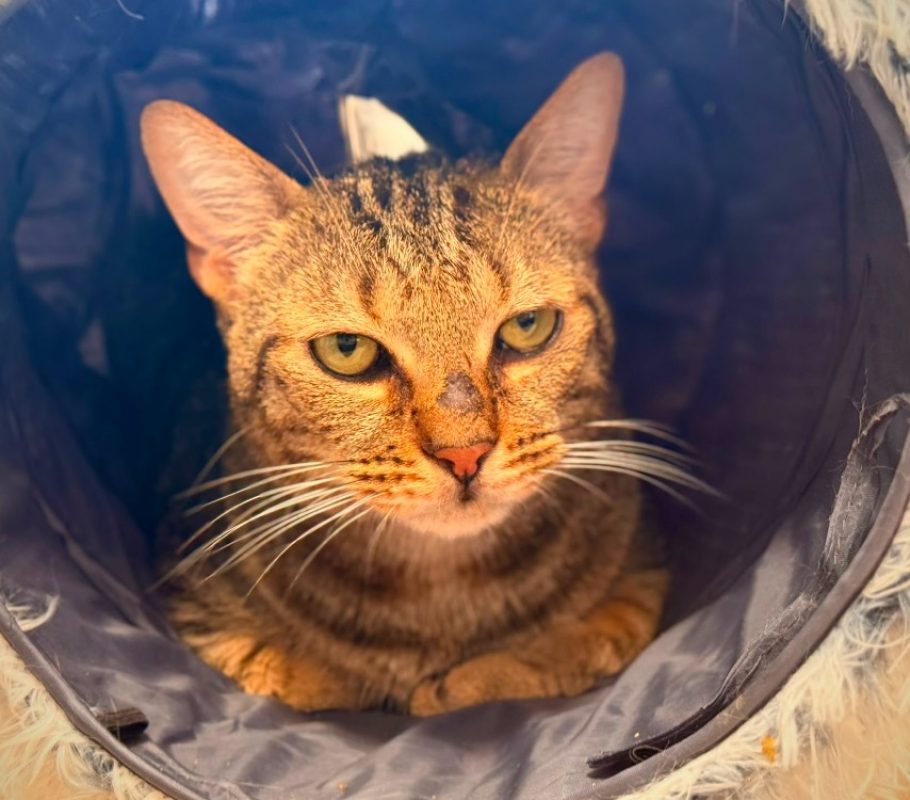 Oscar - Chat Européen à adopter