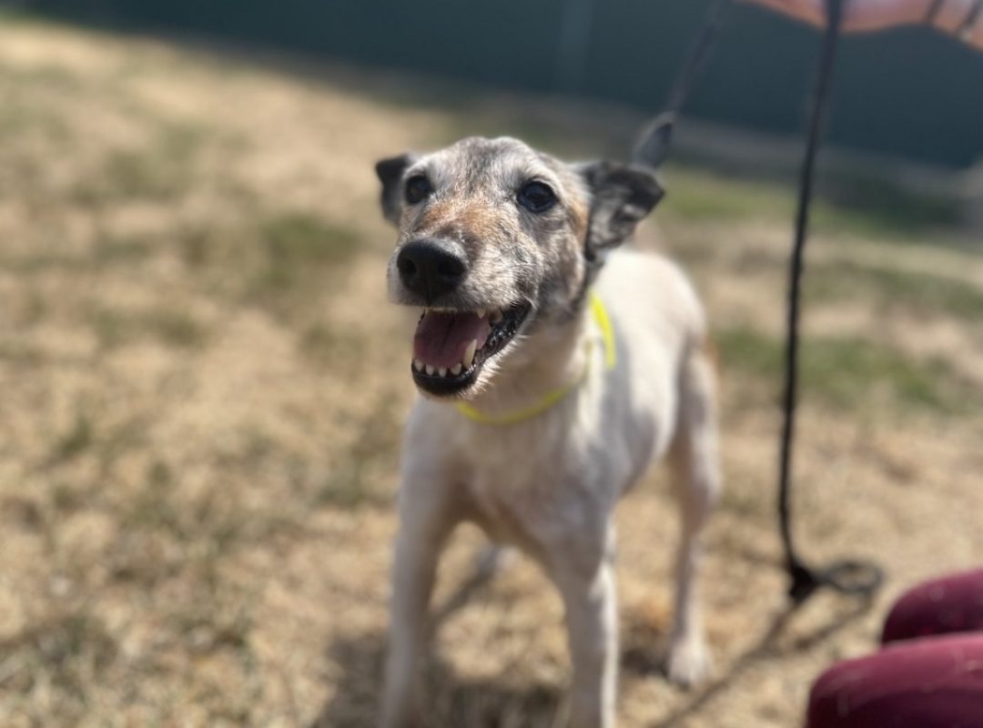 Noisette - Chien à adopter
