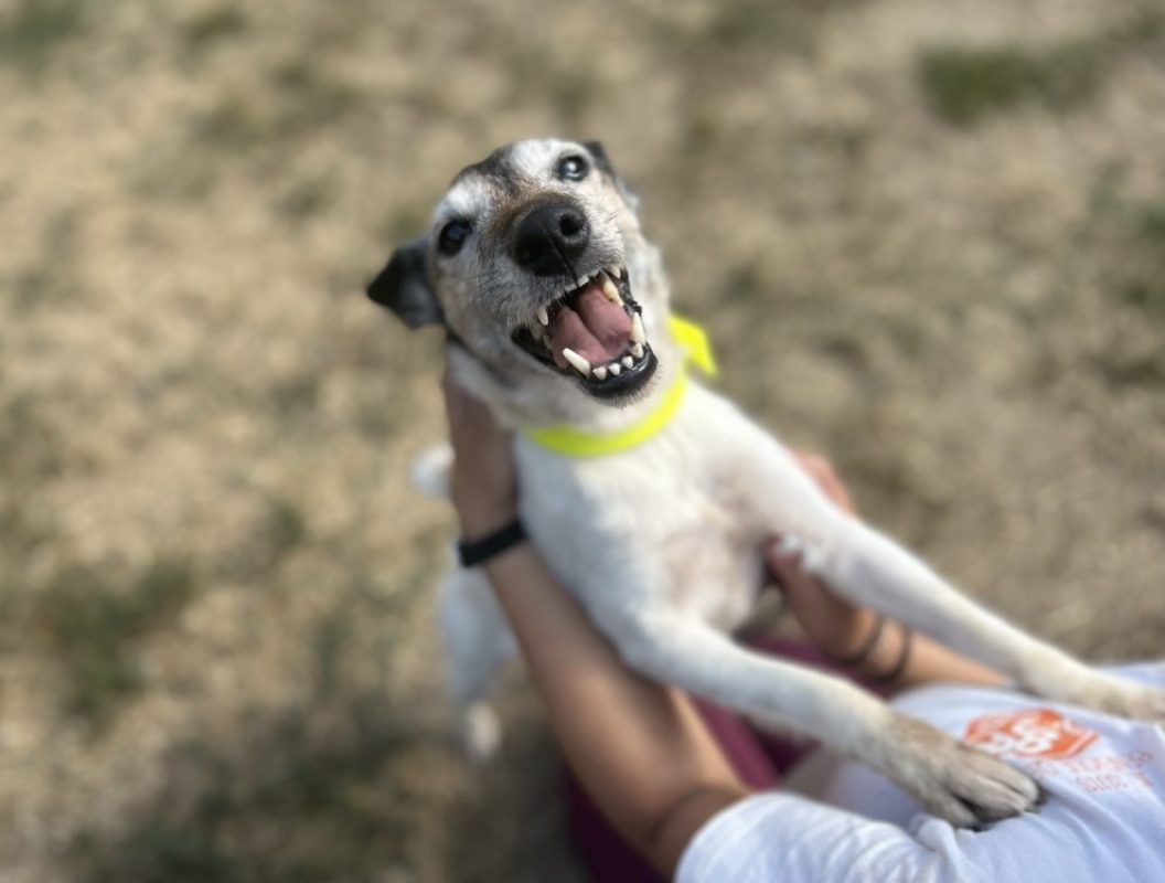 Noisette - Chien à adopter - photo 2