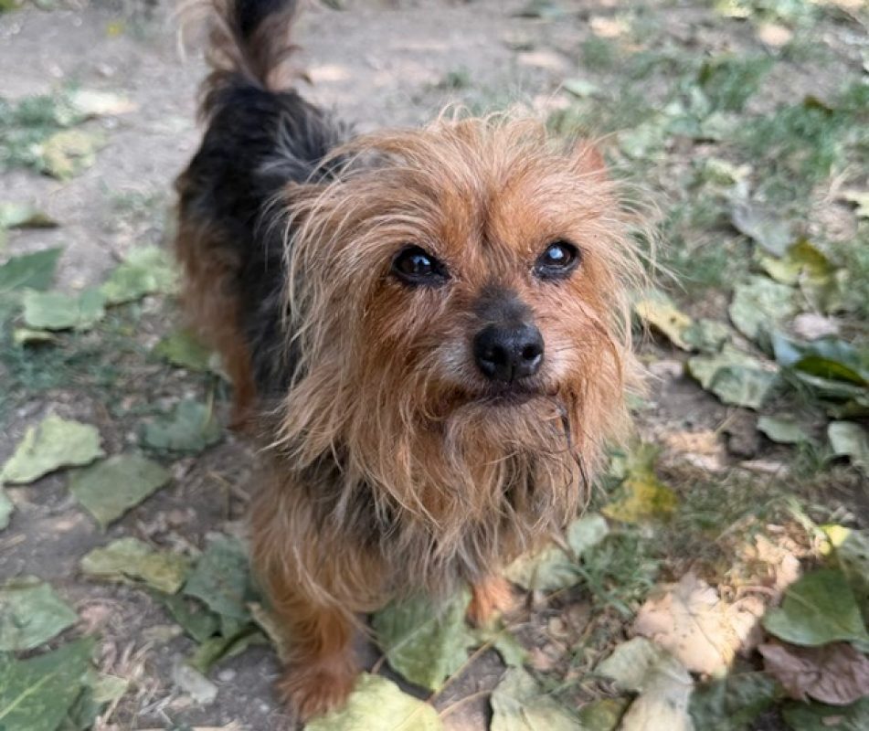 Shiva - Chien Yorkshire Terrier à adopter