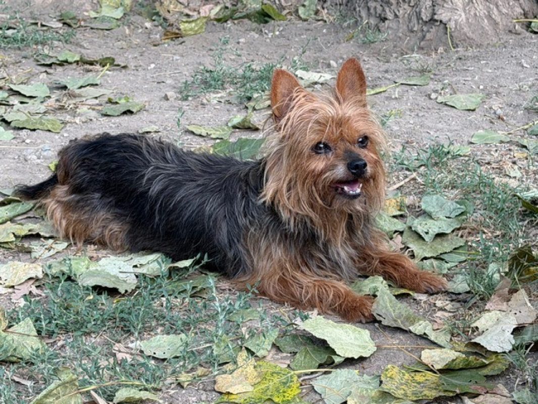 Shiva - Chien Yorkshire Terrier à adopter - photo 2