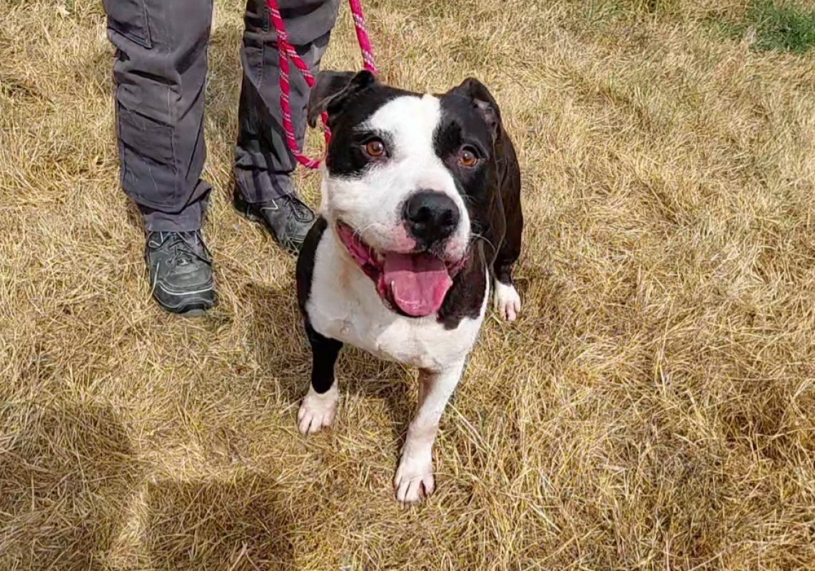 Bouille - Chien American Bully à adopter