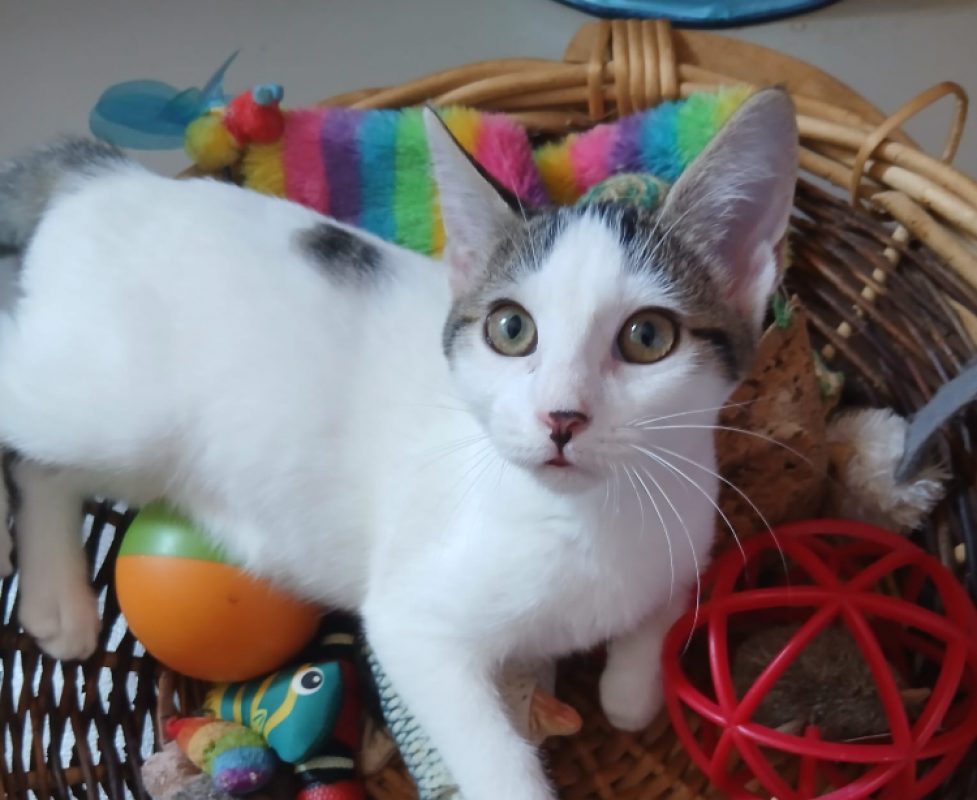 Baïa - Chat Européen à adopter
