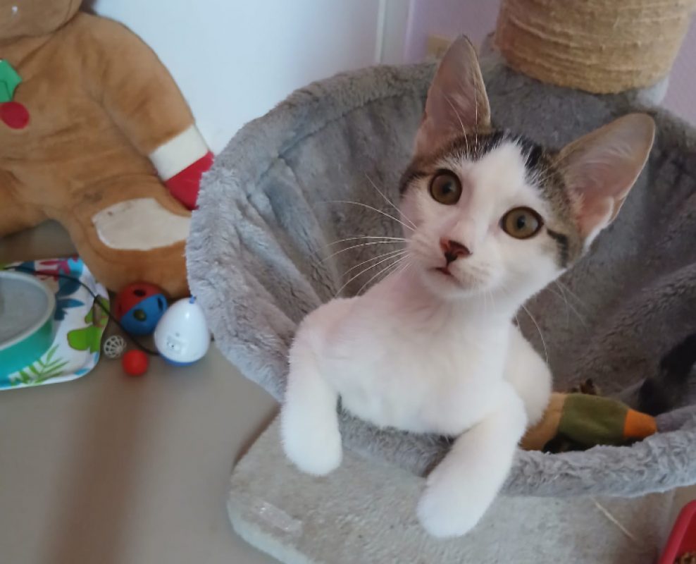 Baïa - Chat Européen à adopter - photo 2