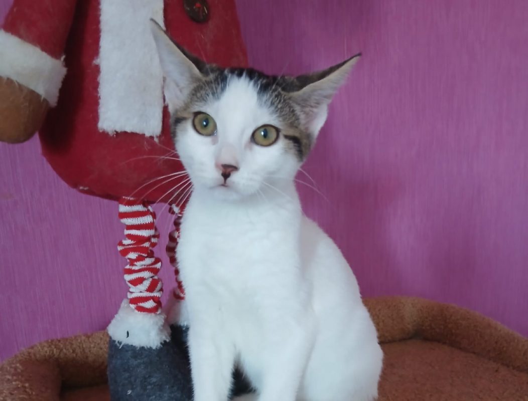 Baïa - Chat Européen à adopter - photo 3
