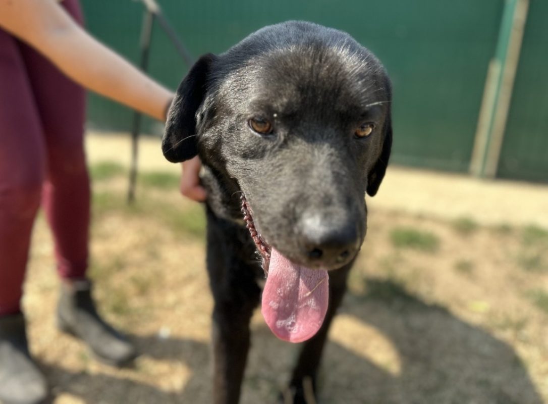 Vaillant - Chien à adopter