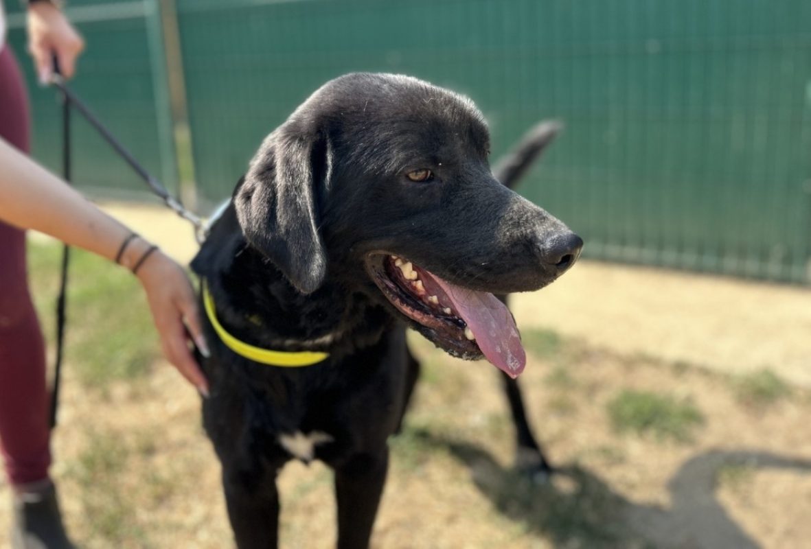 Vaillant - Chien à adopter - photo 2