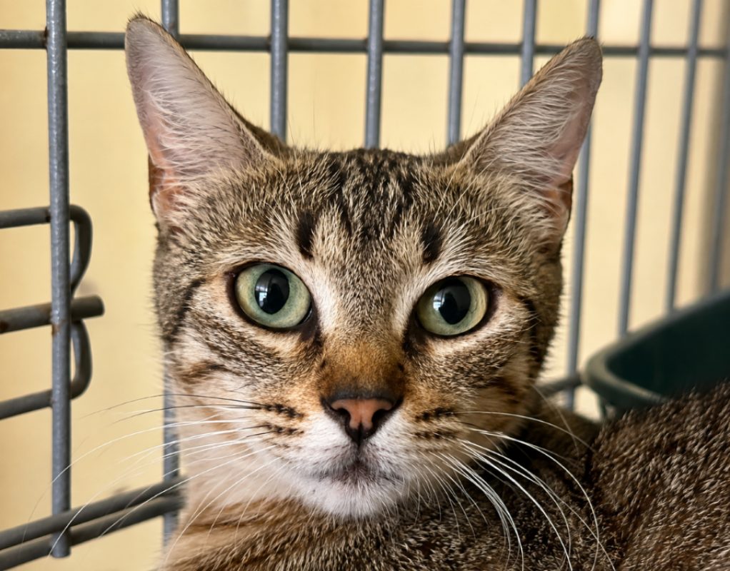 Penelope - Chat Européen à adopter