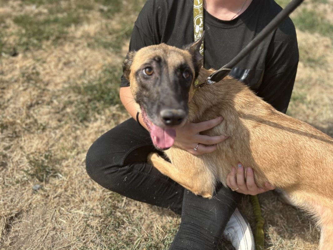 Gratouille - Chien Berger Belge Malinois à adopter