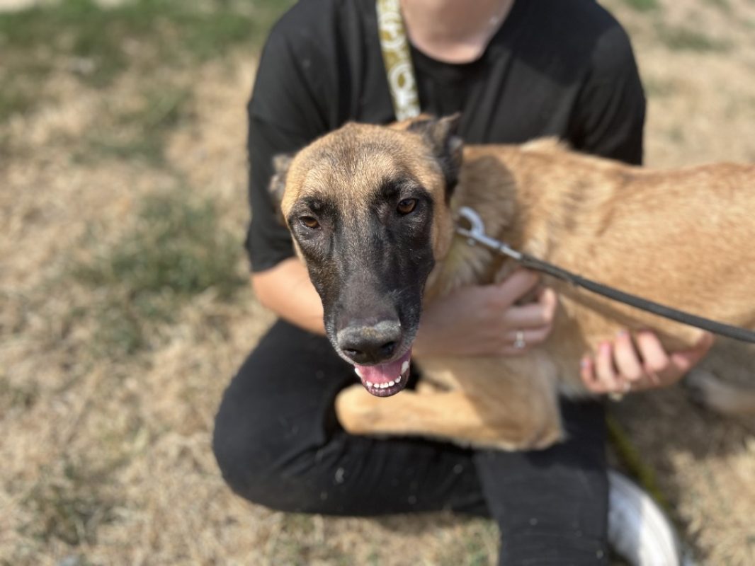 Gratouille - Chien Berger Belge Malinois à adopter - photo 3