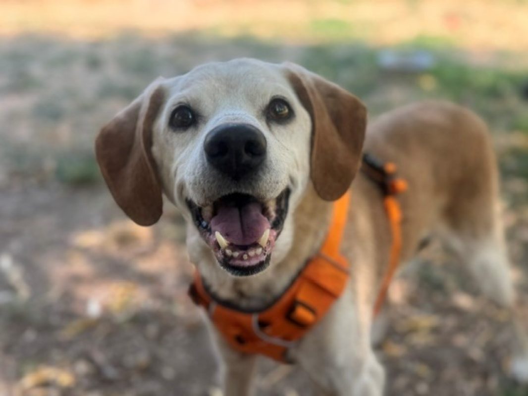 Droopy - Chien à adopter