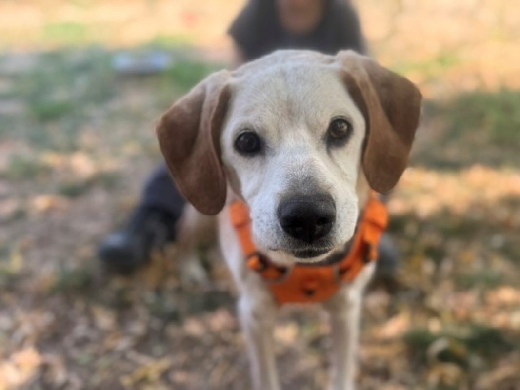 Droopy - Chien à adopter - photo 2