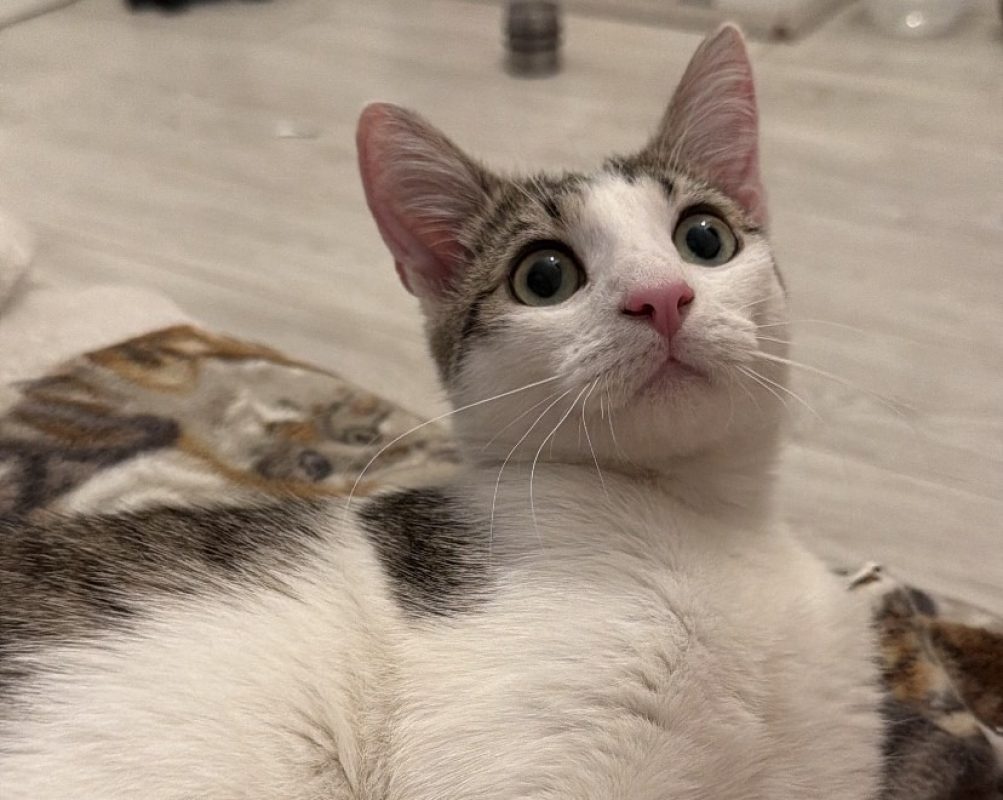 Baboune - Chat Européen à adopter