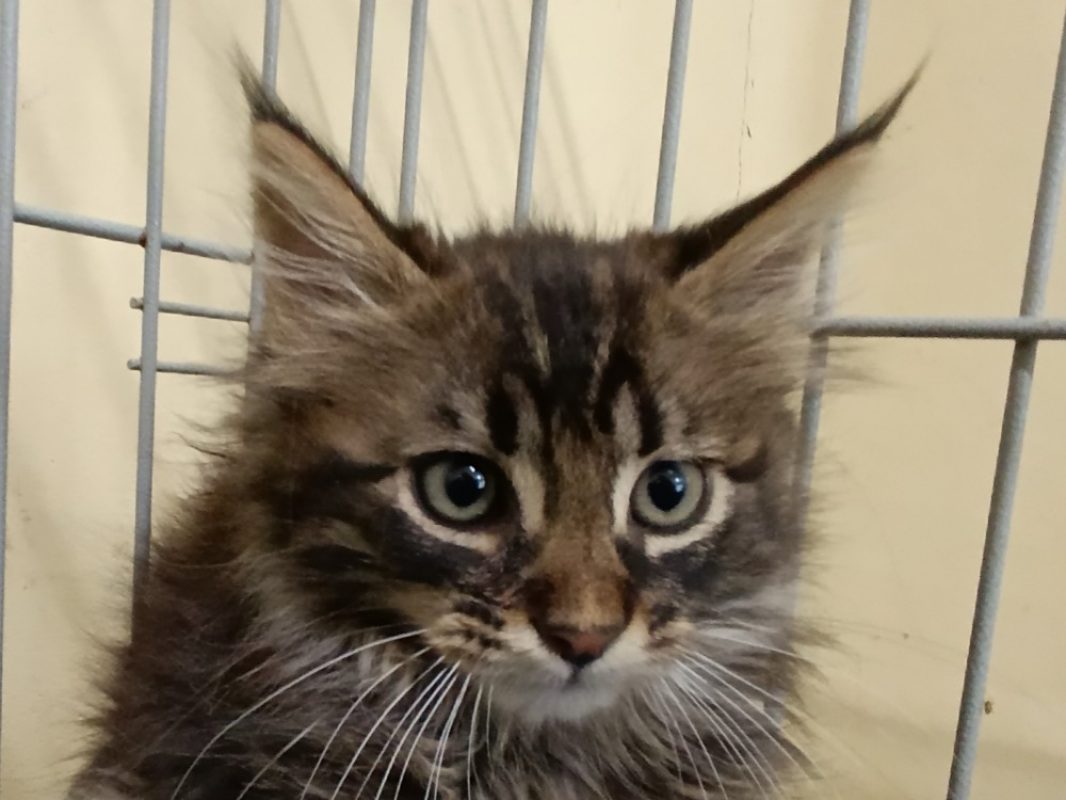 Circe - Chat Européen à adopter