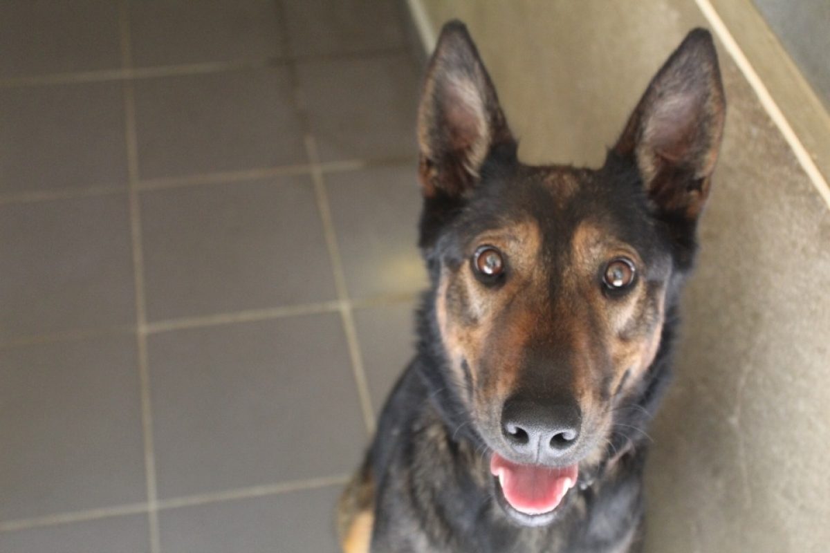 Volta - Chien Berger à adopter