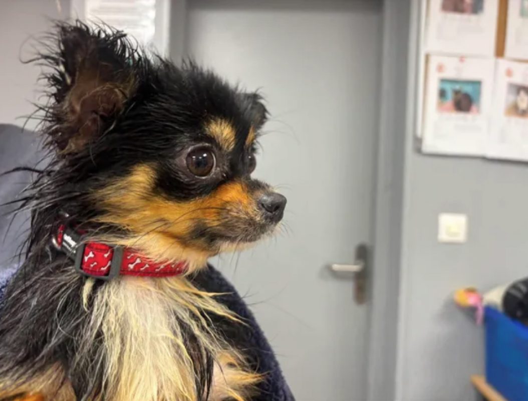 Vibelle - Chien Chihuahua à adopter
