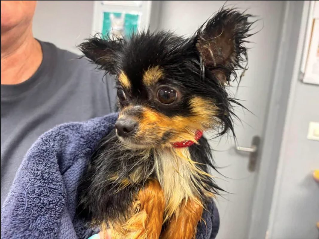 Vibelle - Chien Chihuahua à adopter - photo 2