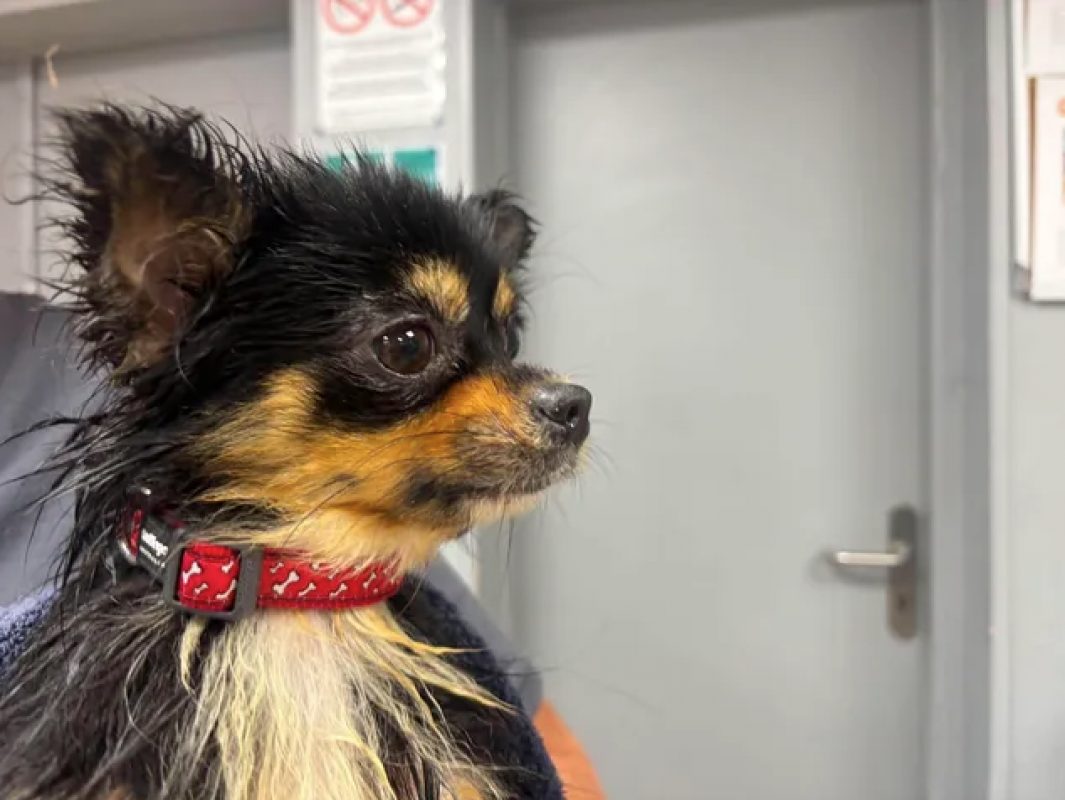 Vibelle - Chien Chihuahua à adopter - photo 4