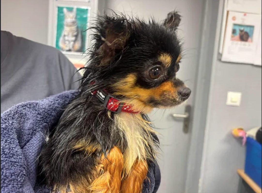 Vibelle - Chien Chihuahua à adopter - photo 5