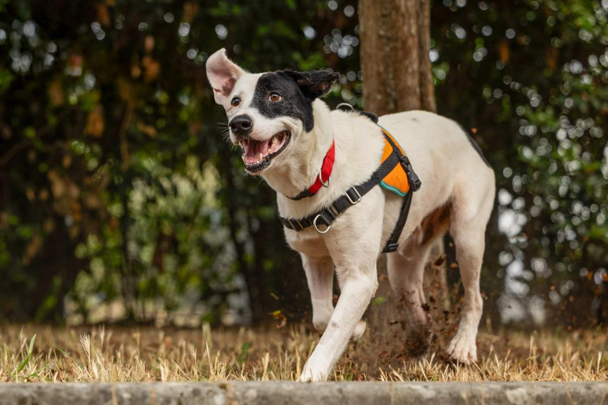 Photo #2 de Oreo - urgent recherche famille relais -