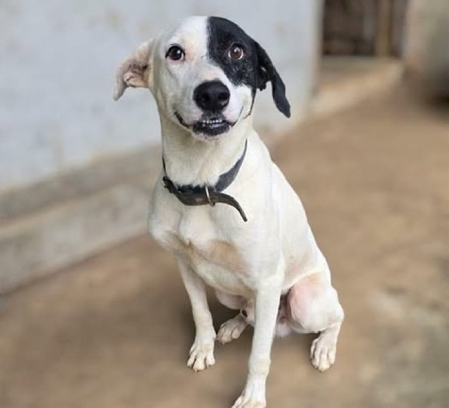 Photo #3 de Oreo - urgent recherche famille relais -