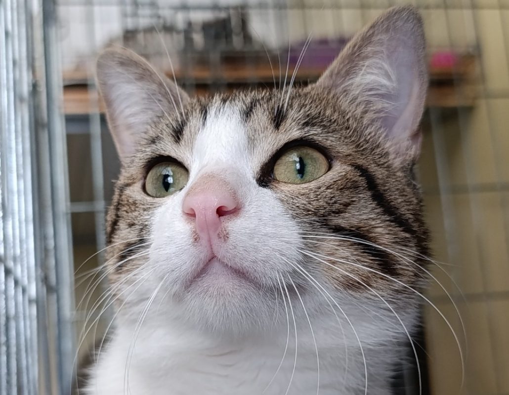 Patrocle - Chat Européen à adopter