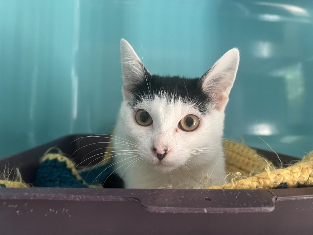 Gracieuse - Chat Européen à adopter