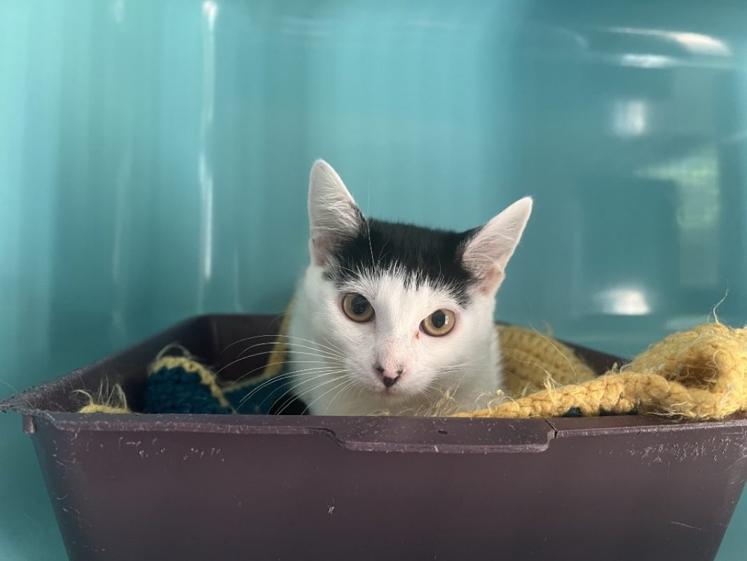 Gracieuse - Chat Européen à adopter - photo 2